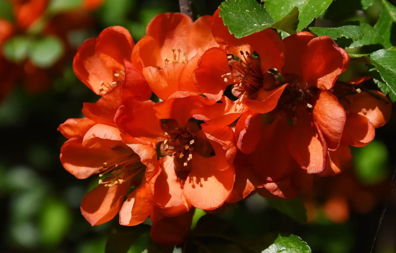 Photo wallpaper macro, flowers, nature, spring, quince