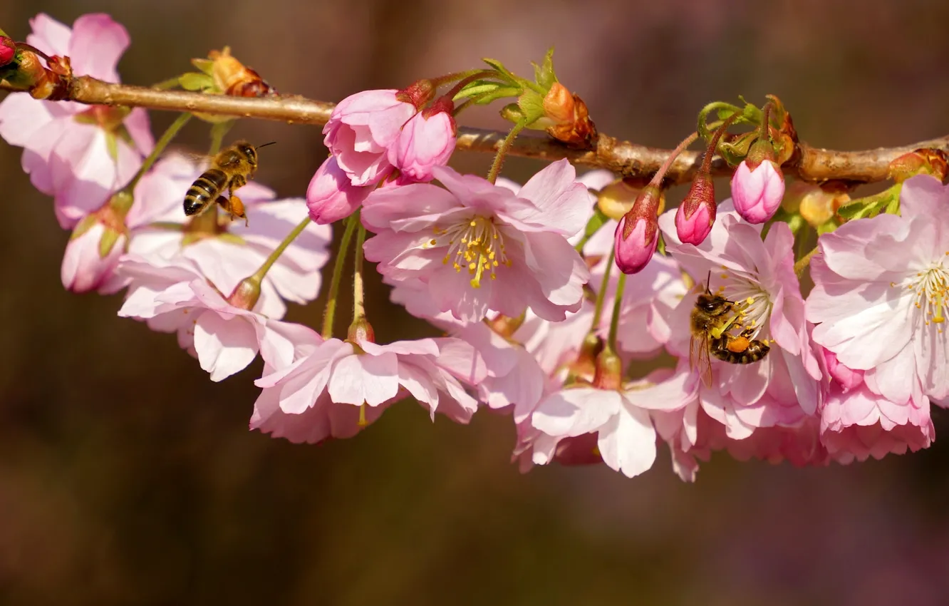 Photo wallpaper macro, insects, cherry, branch, spring, flowering, flowers, bees
