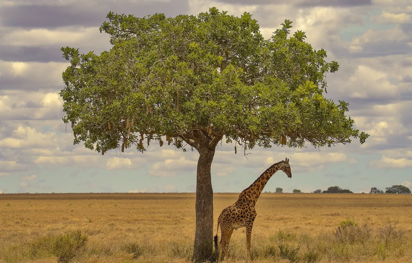 Photo wallpaper trees, giraffe, Africa