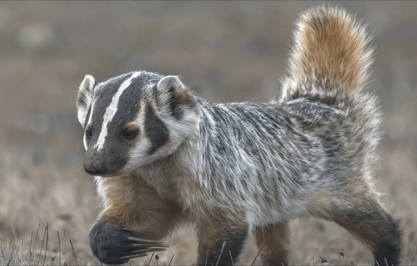 Photo wallpaper animal, predator, claws, Predator, animal, badger, slow, Badger