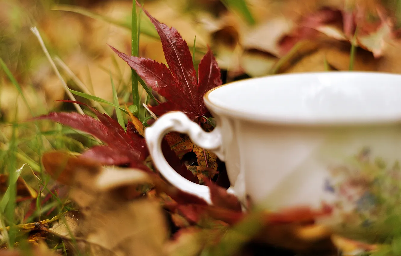 Photo wallpaper autumn, white, grass, leaves, macro, nature, Cup