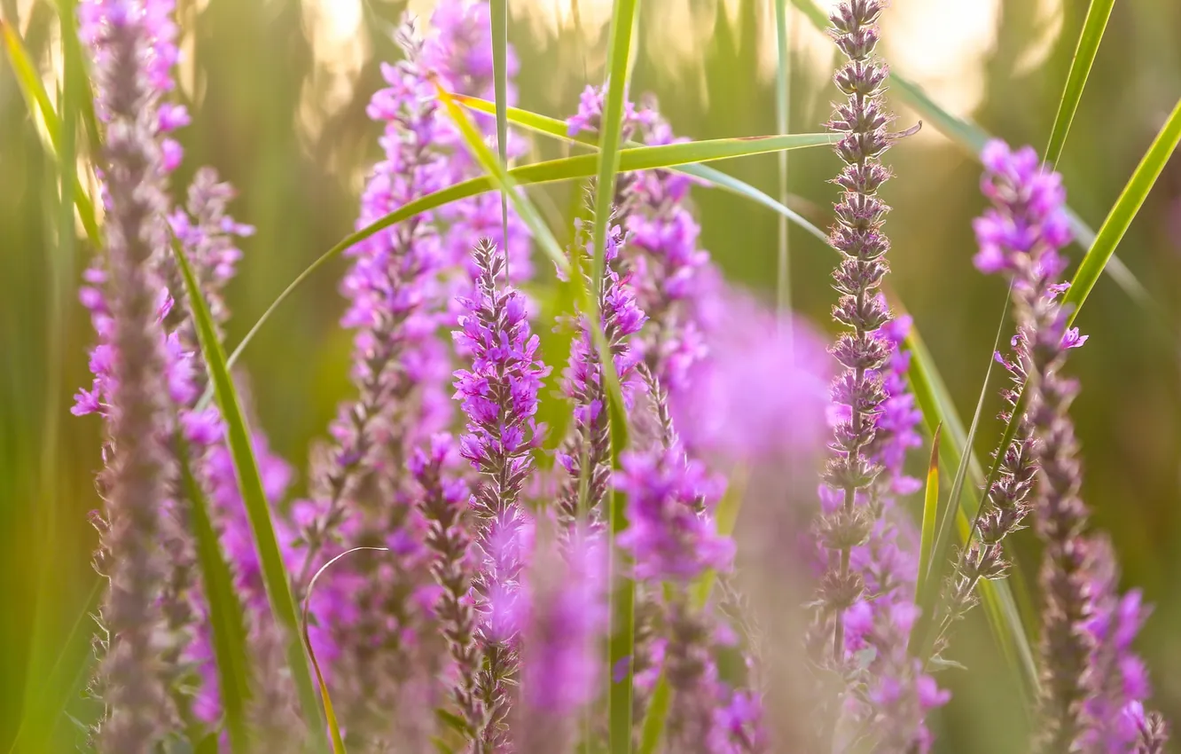 Photo wallpaper summer, flowers, nature