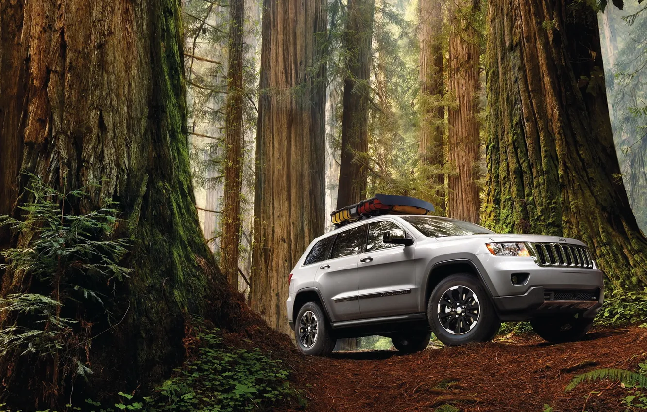 Photo wallpaper forest, trees, jeep, SUV, jeep, grand cherokee