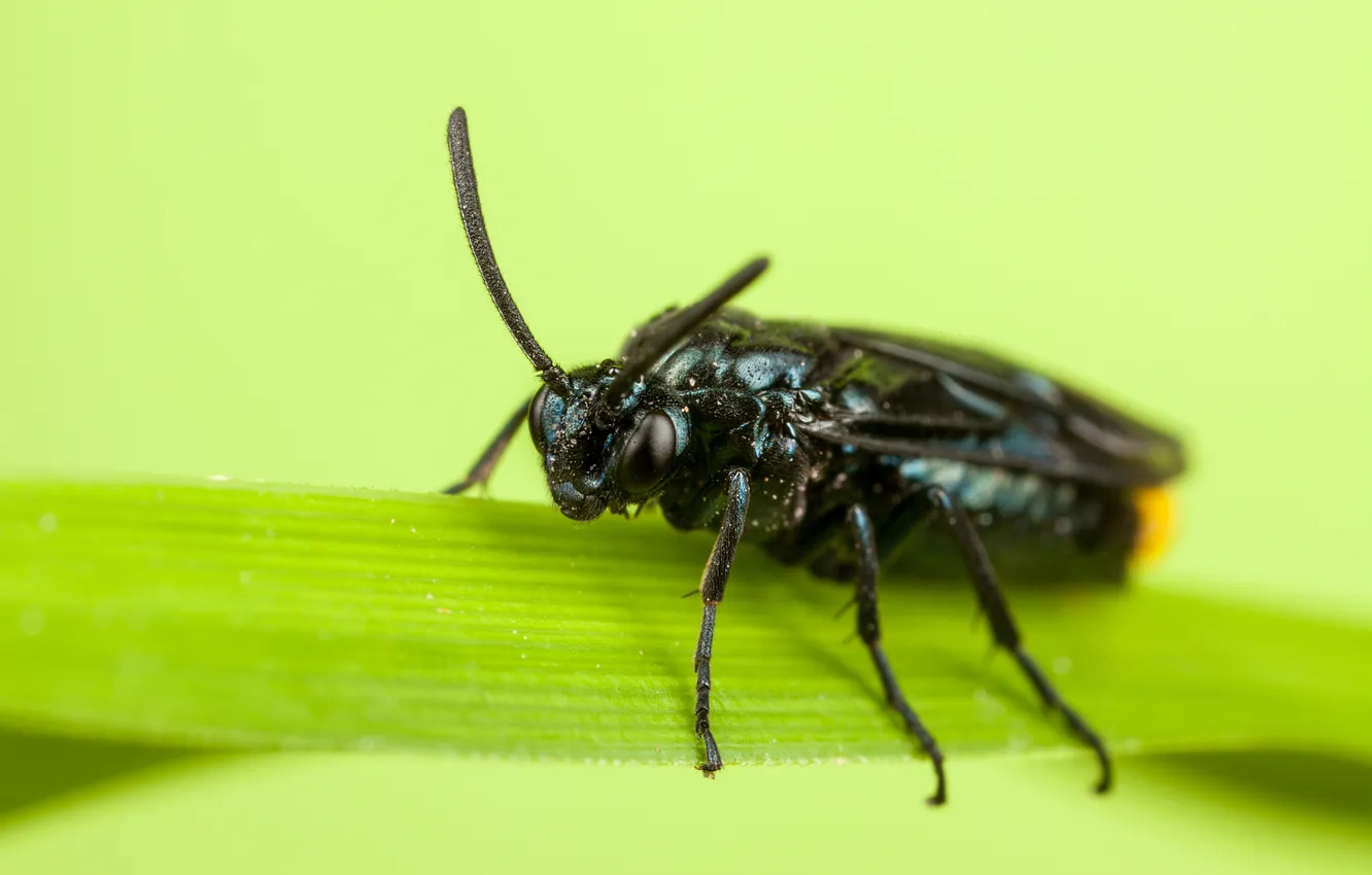 Photo wallpaper insect, a blade of grass, bokeh