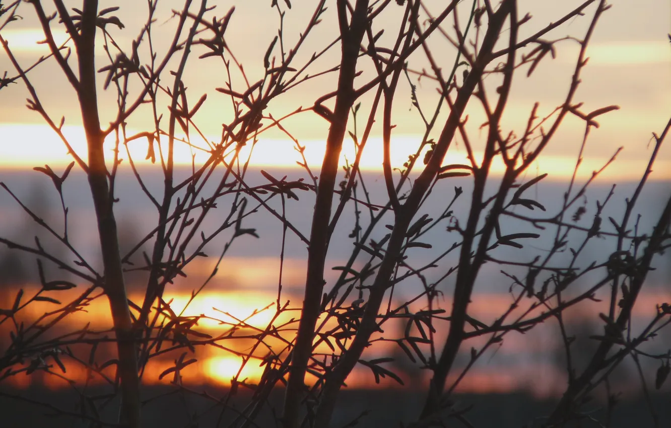 Photo wallpaper the sky, clouds, light, branches, strip, dawn, branch