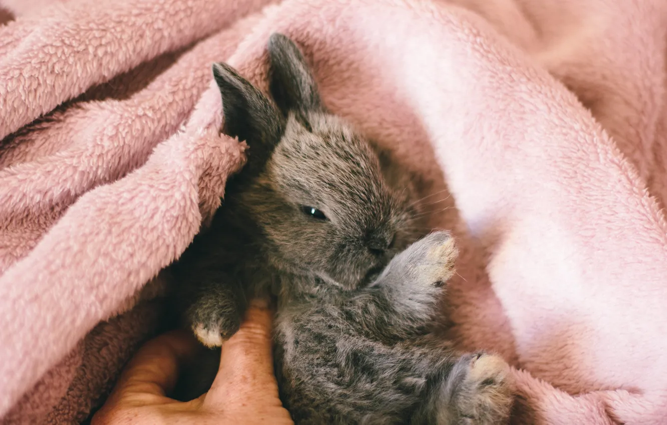 Photo wallpaper animal, legs, grolik