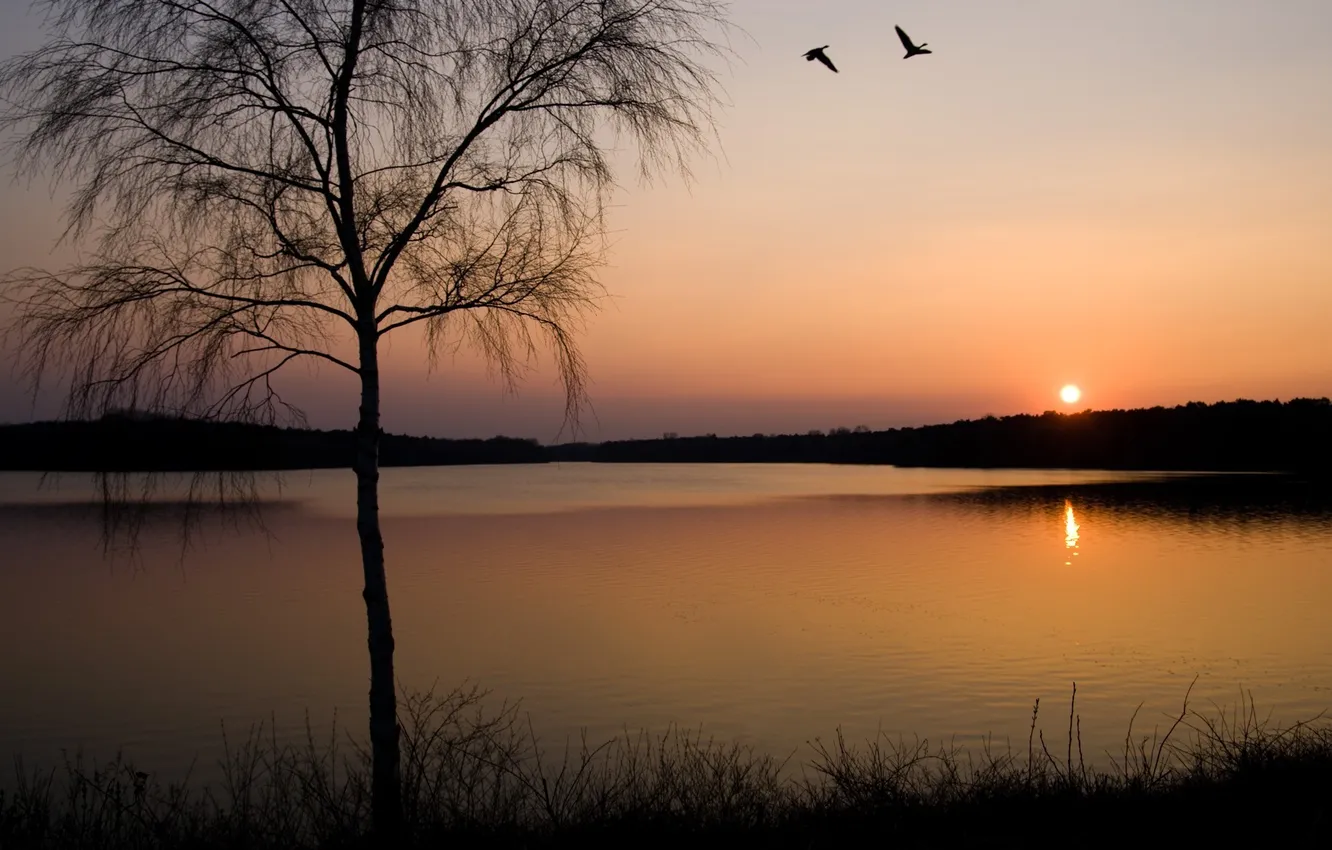 Photo wallpaper the sky, grass, trees, sunset, reflection, bird, pond