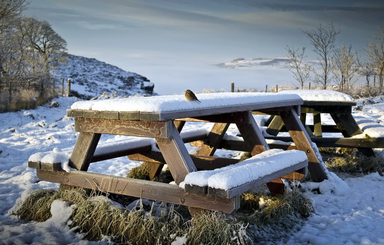 Photo wallpaper winter, bird, bench