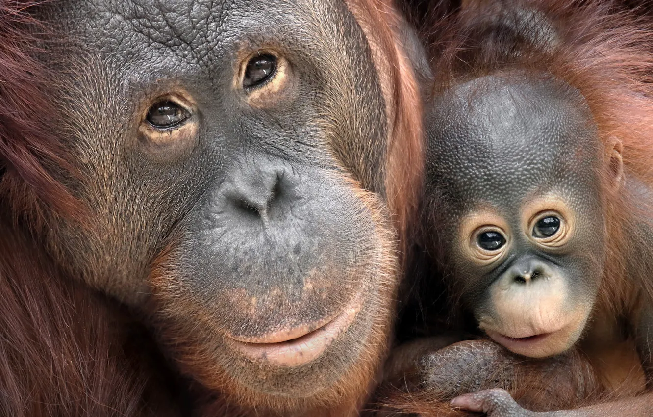 Photo wallpaper background, monkey, Borneo Orang-Utans