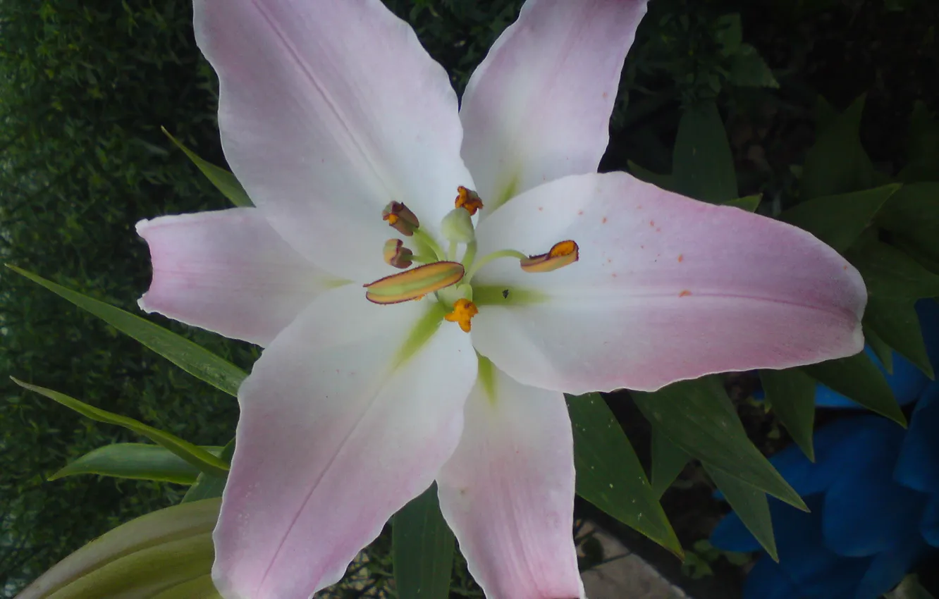 Photo wallpaper white, flowers, Lily, pink
