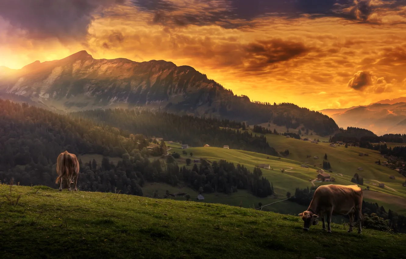 Photo wallpaper the sky, clouds, landscape, mountains, view, treatment, cows, Idyll