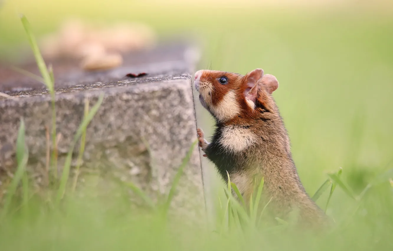 Photo wallpaper stump, hamster, stand, hamster