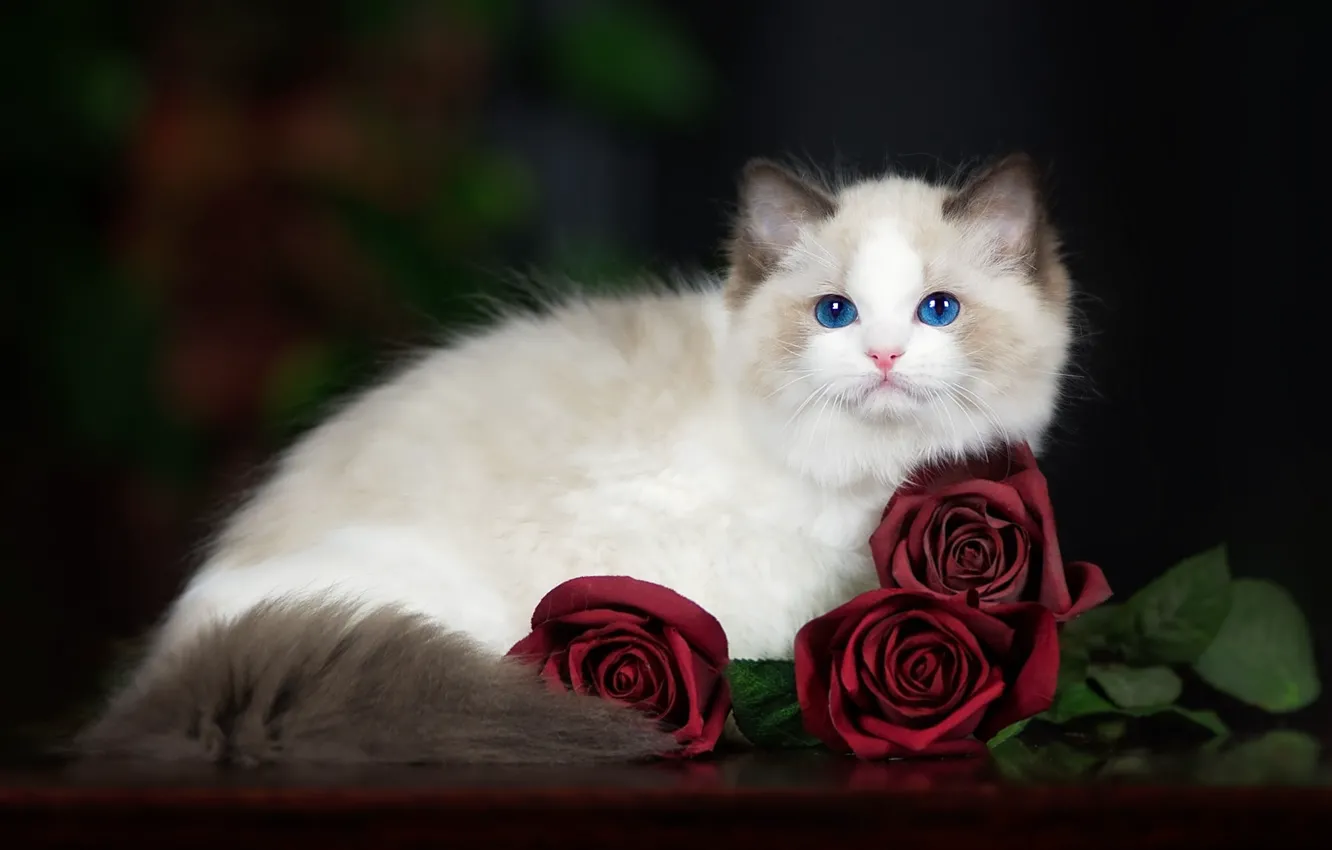 Photo wallpaper cat, flowers, the dark background, roses, fluffy, kitty, blue-eyed, Ragdoll