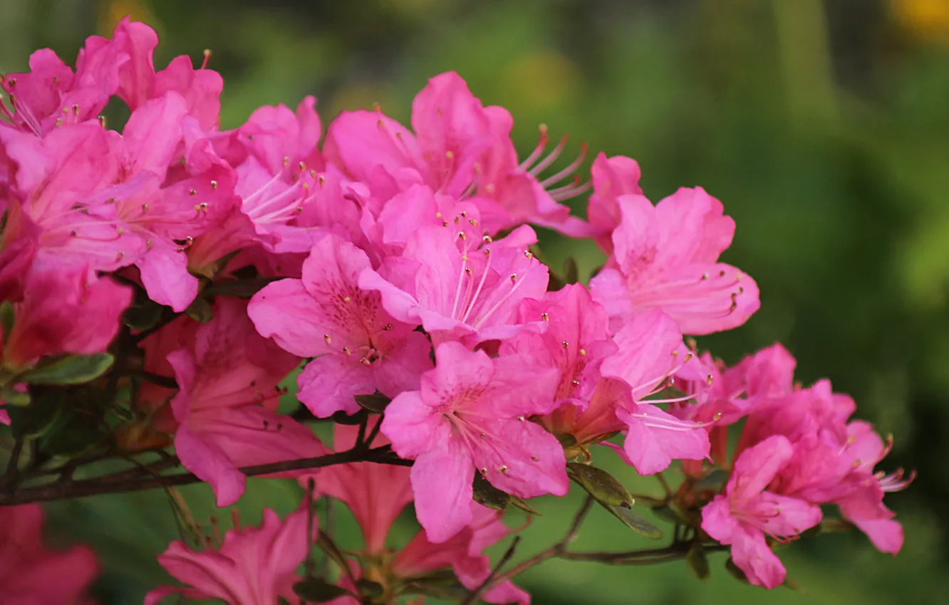 Photo wallpaper spring, flowering, spring, Pink flowers, Flowering