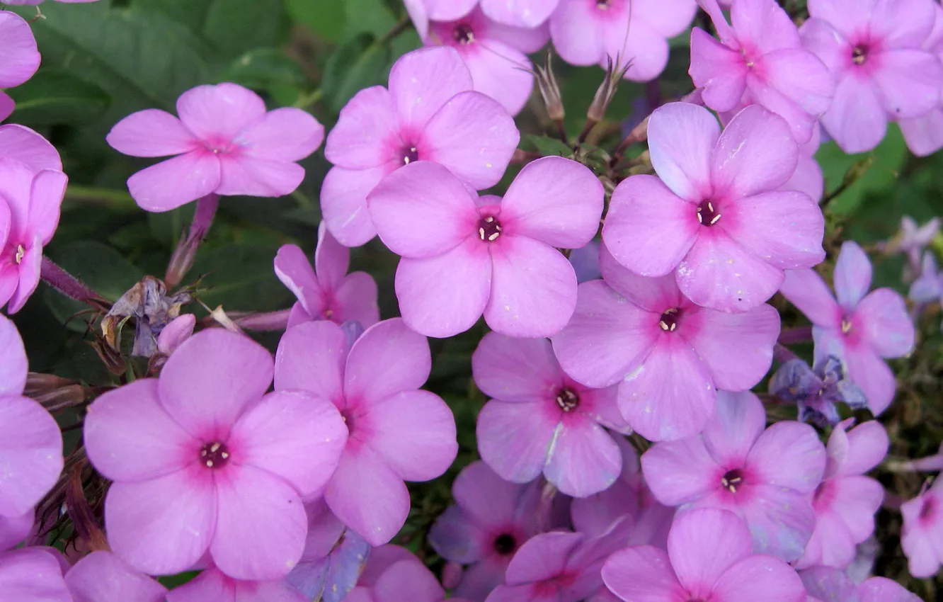 Photo wallpaper pink, plant garden, beuteful