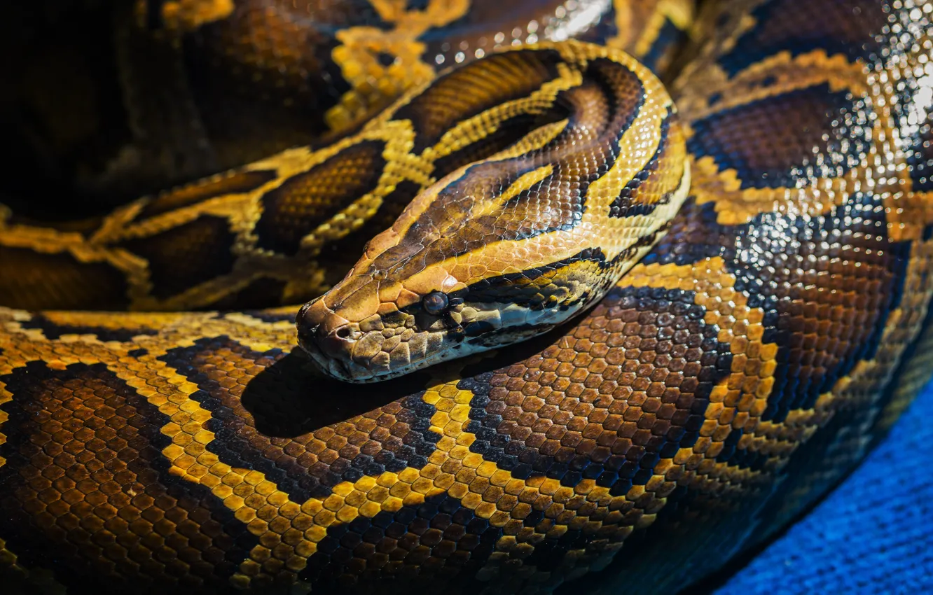 Photo wallpaper snake, reptile, scales
