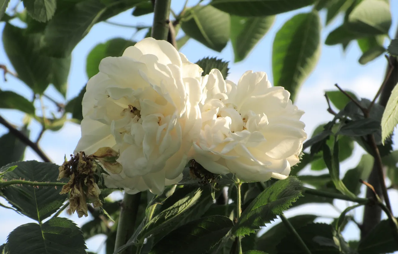 Photo wallpaper roses, pair, white roses, Meduzanol ©, Summer 2018