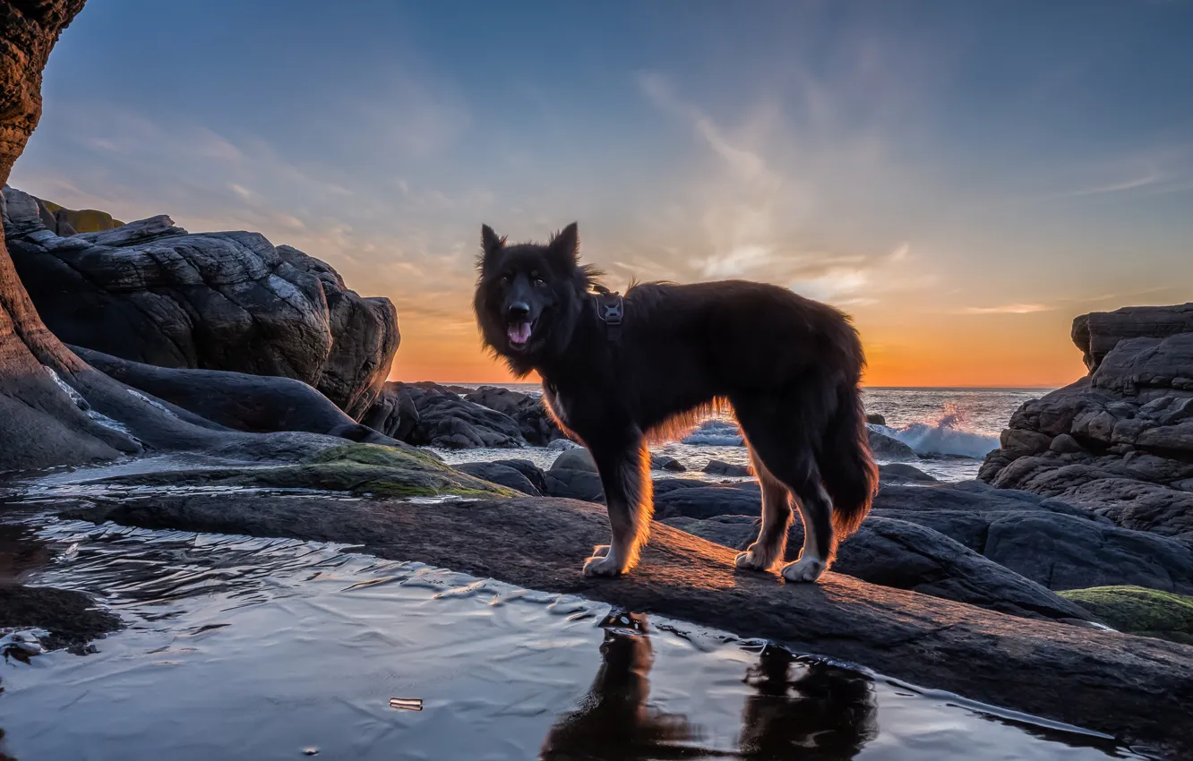 Photo wallpaper sea, language, look, water, nature, pose, reflection, stones