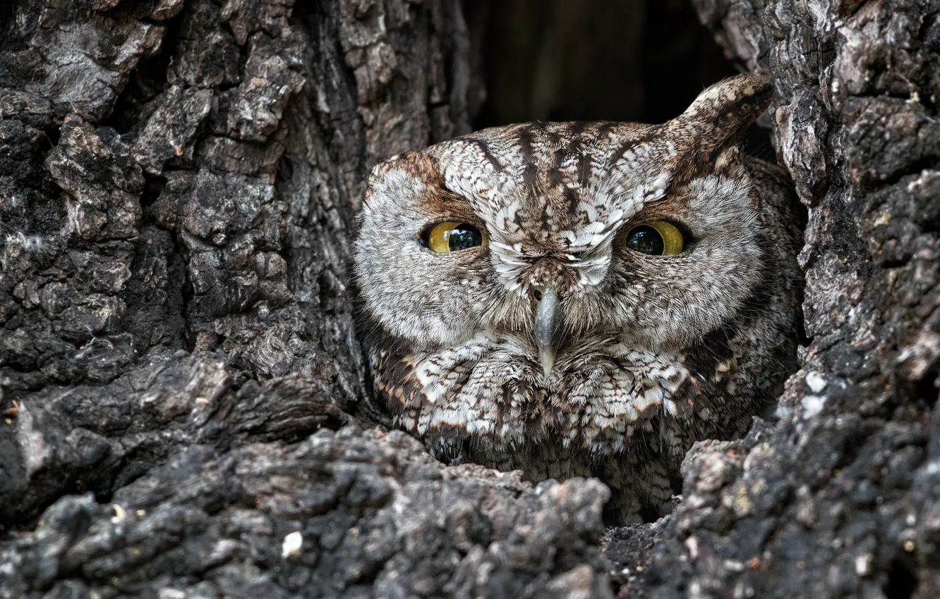 Photo wallpaper owl, disguise, the hollow