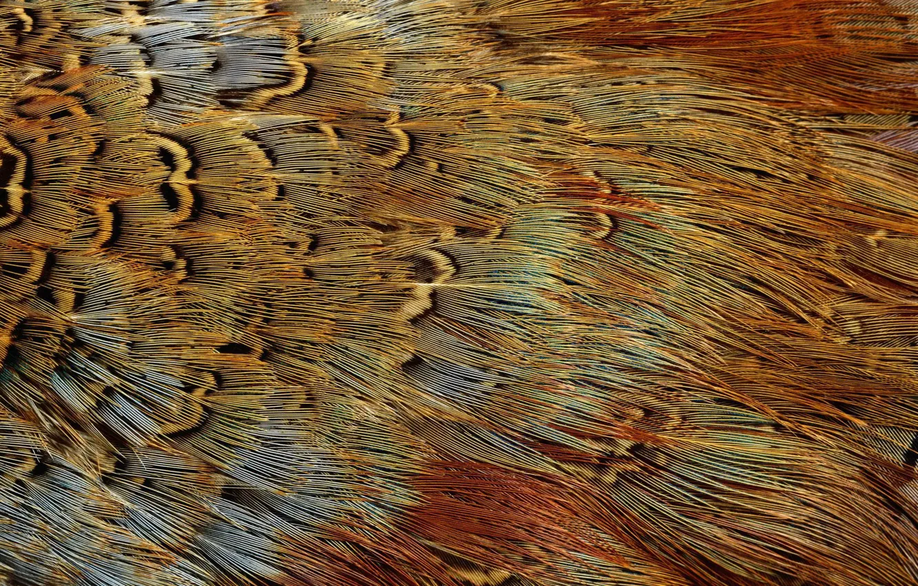 Photo wallpaper texture, animal texture, background desktop, feathers of exotic birds
