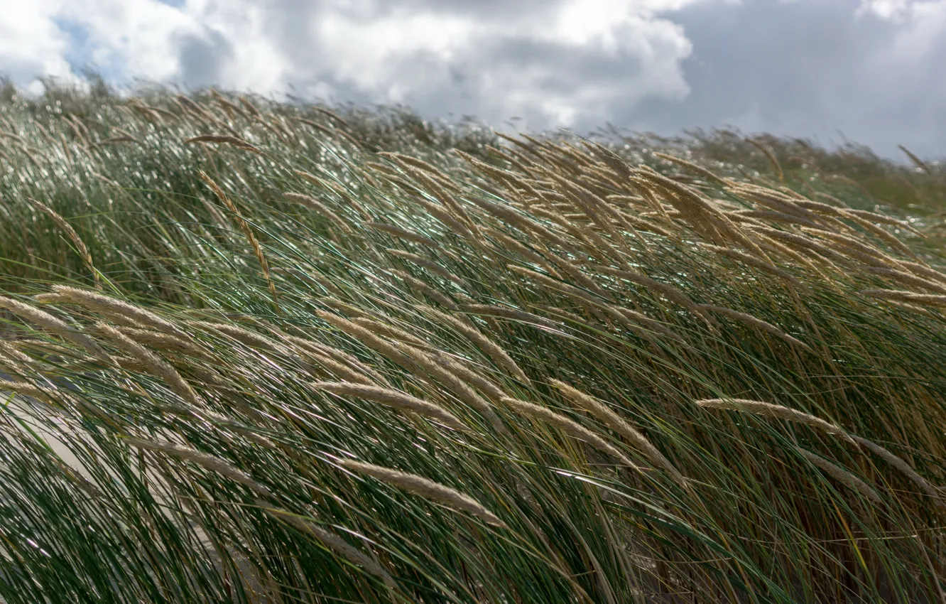 Photo wallpaper sea, grass, the sun, the wind, shore