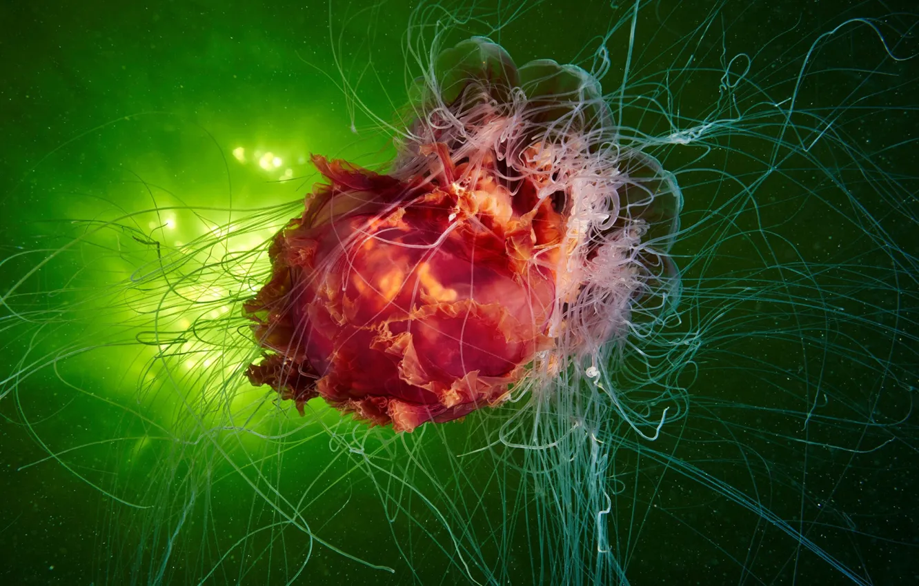 Photo wallpaper sea, water, red, jellyfish, tentacles, organism