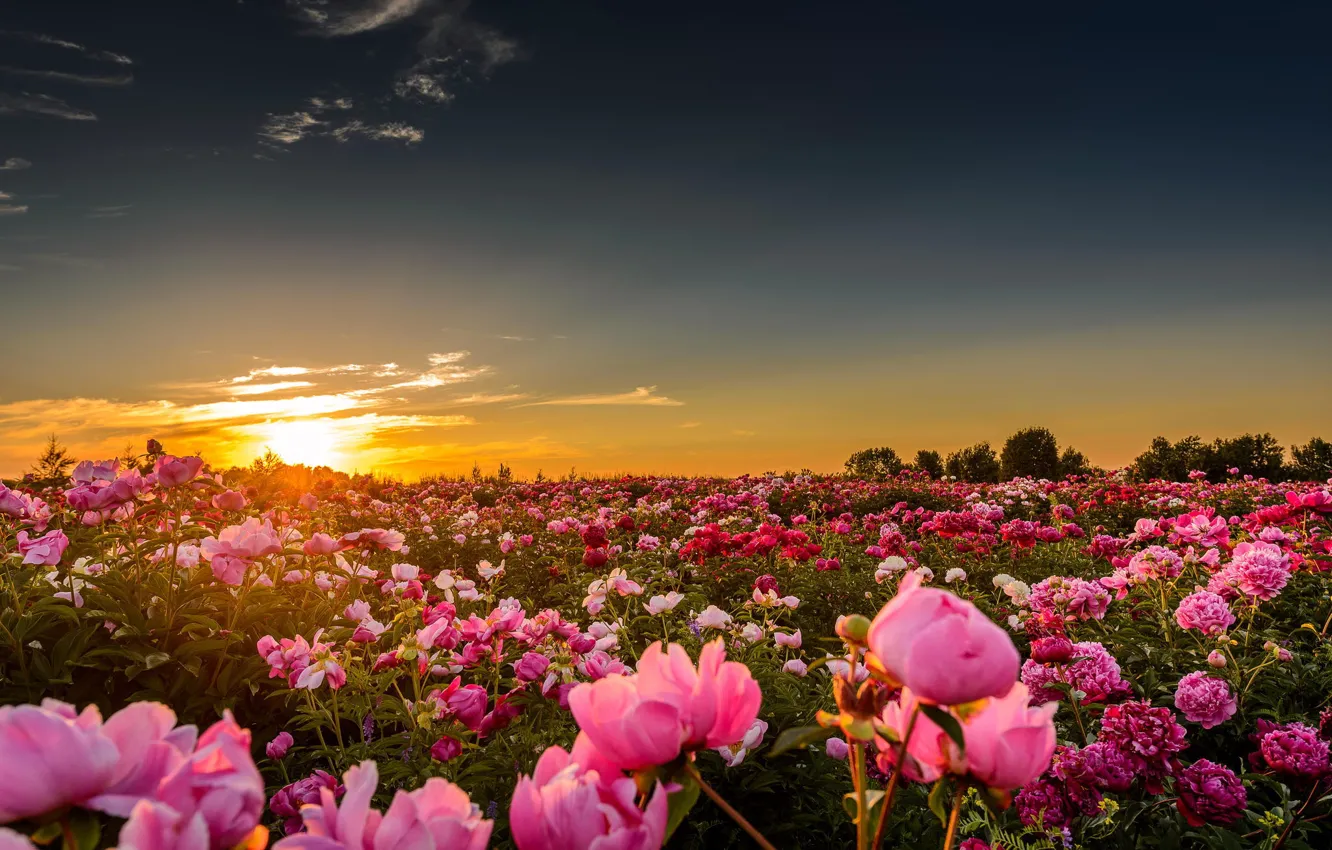 Photo wallpaper field, the sun, sunset, flowers, nature, horizon, peonies