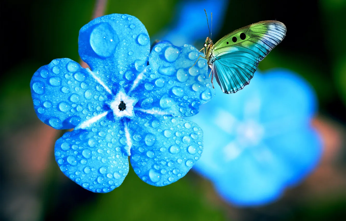 Photo wallpaper flower, water, drops, macro, light, flowers, blue, butterfly