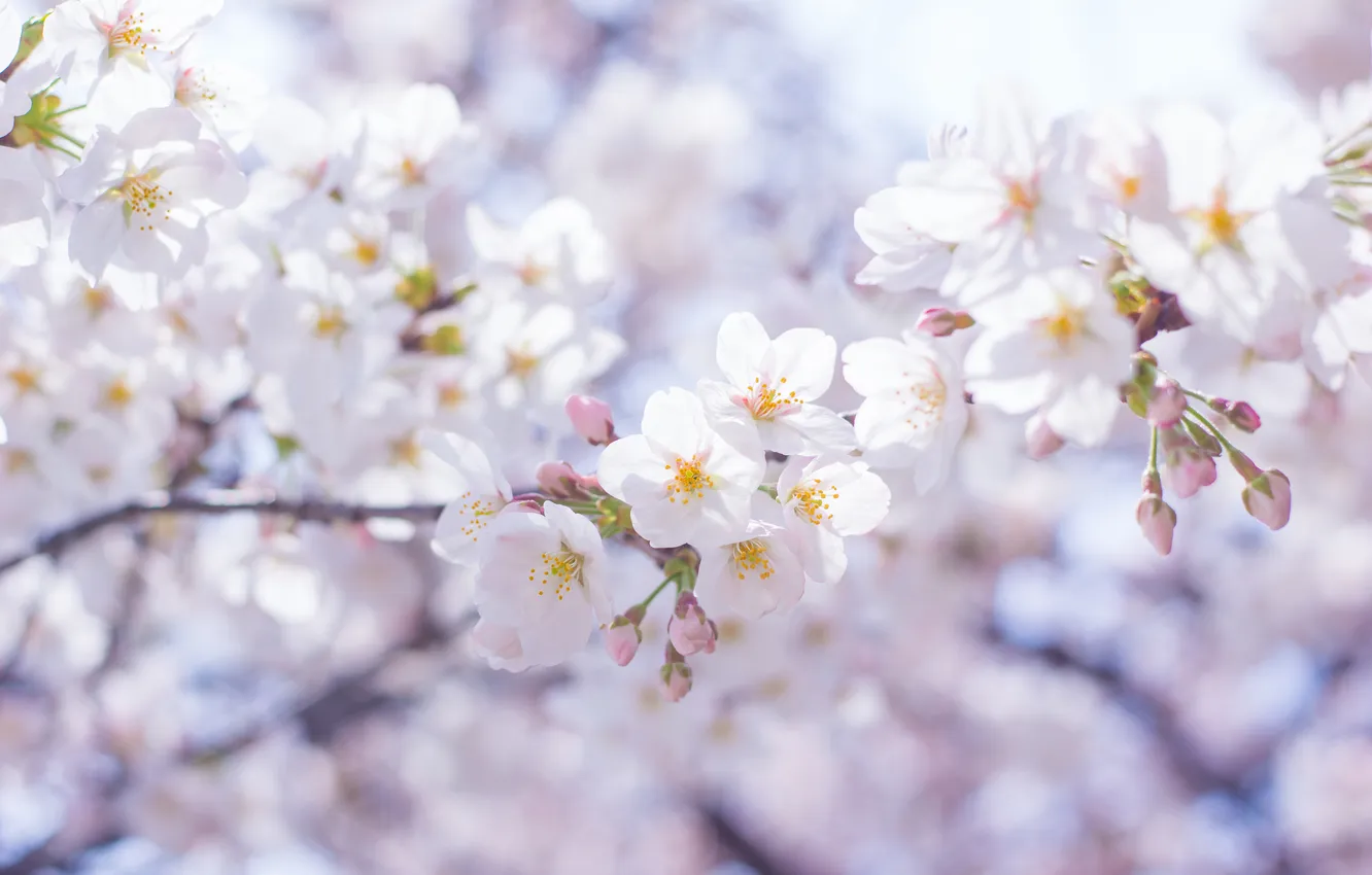 Photo wallpaper flowers, branches, tree, spring, white, flowering