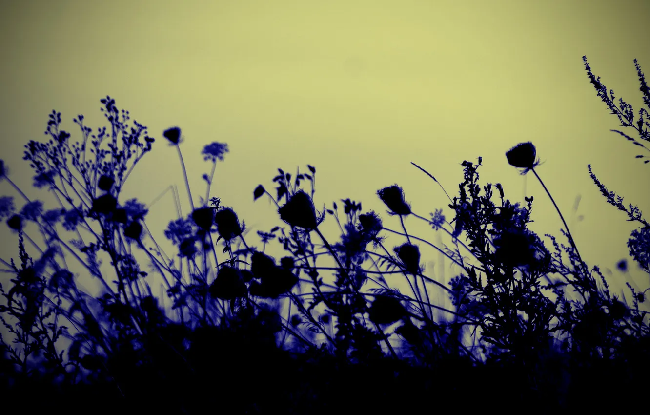 Photo wallpaper the sky, grass, macro, flowers, plant, silhouette