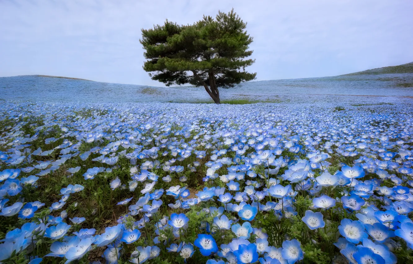 Photo wallpaper field, trees, flowers, spring