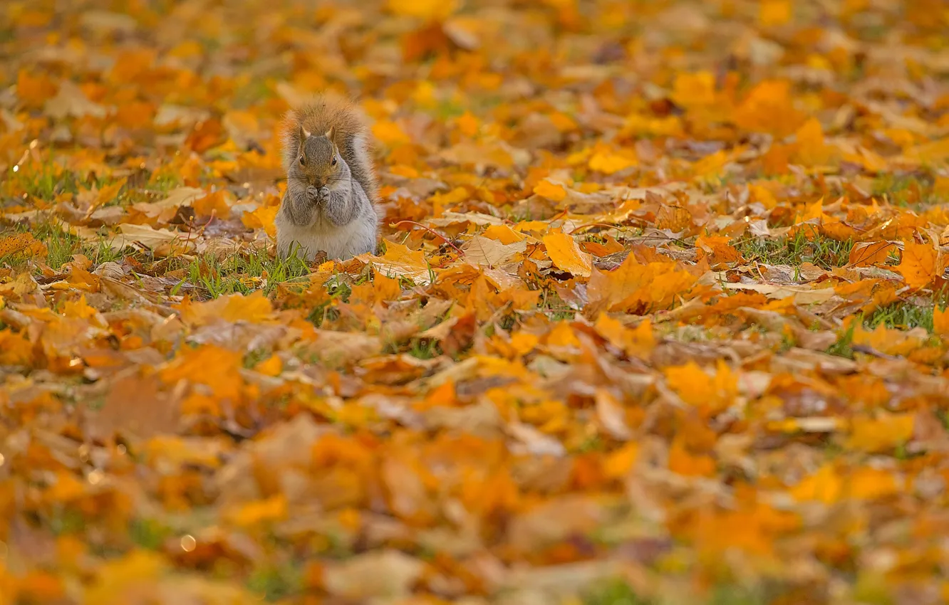 Photo wallpaper autumn, protein, squirrel, rodent