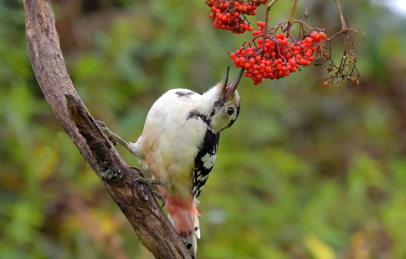 Photo wallpaper bird, woodpecker, Rowan, bokeh, the trunk of the tree, Mikhail Belousov, The gourmet