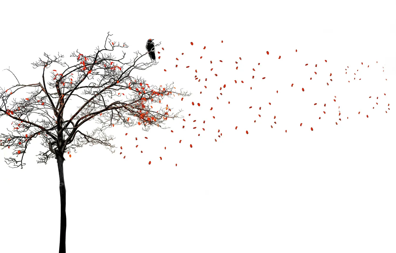 Photo wallpaper trees, nature, bird