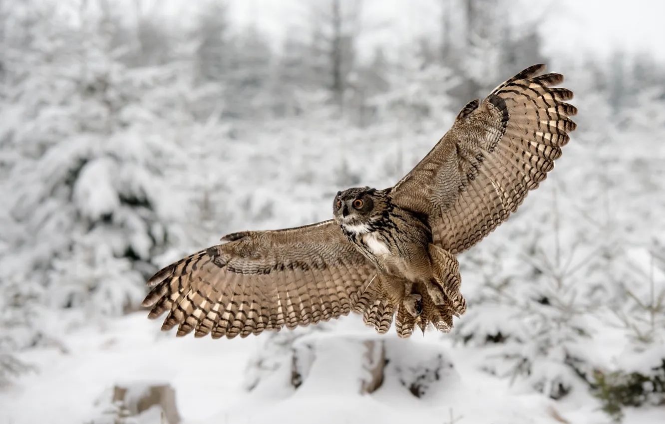 Photo wallpaper winter, wings, owl