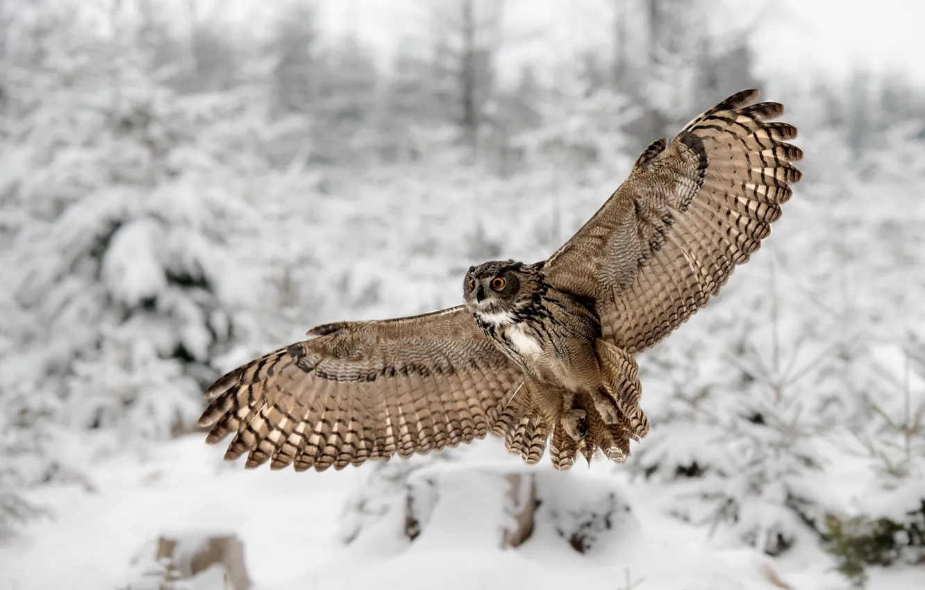 Photo wallpaper winter, wings, Owl