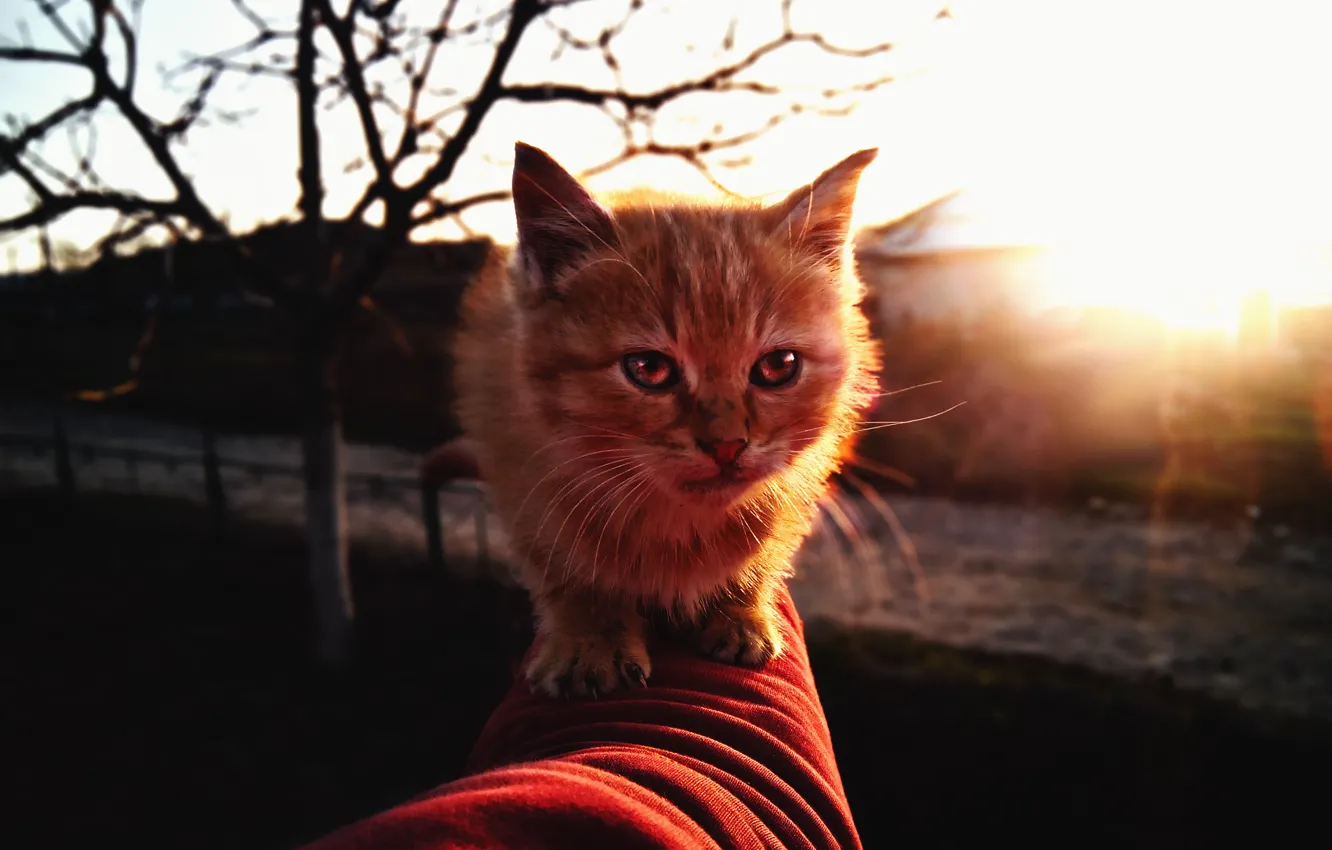 Photo wallpaper autumn, cat, find, red, kitty, homeless, Hellcat, neojidannaya