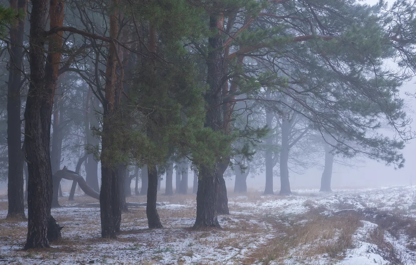 Photo wallpaper winter, forest, snow, fog, pine