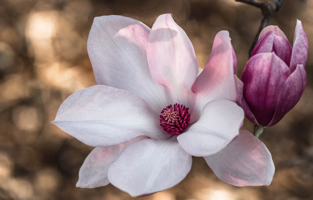 Photo wallpaper macro, petals, pink, Magnolia