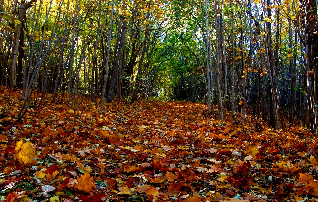 Photo wallpaper autumn, forest, leaves, trees, forest, Nature, falling leaves, grove