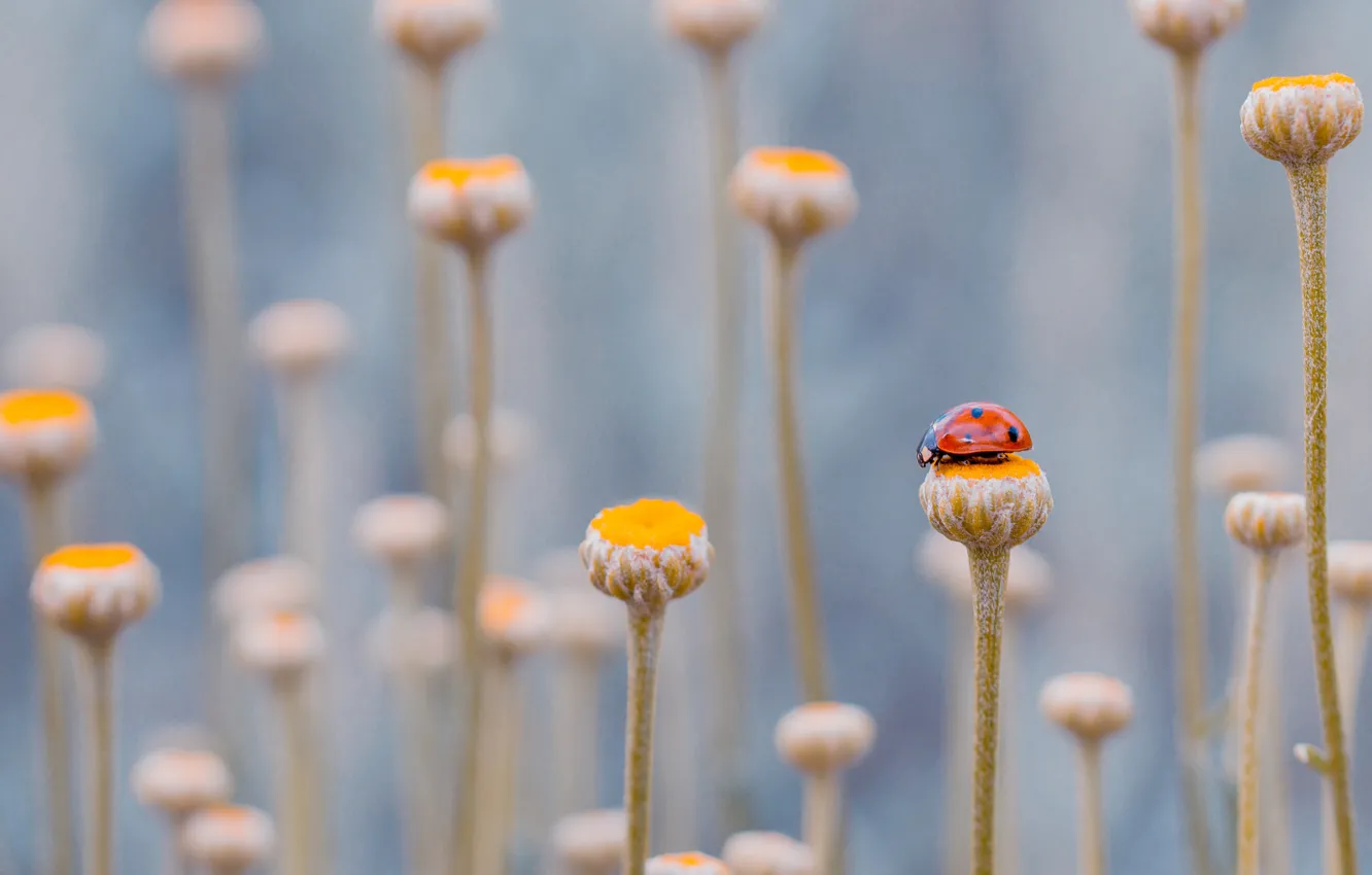 Photo wallpaper field, grass, flowers, ladybug, meadow, insect