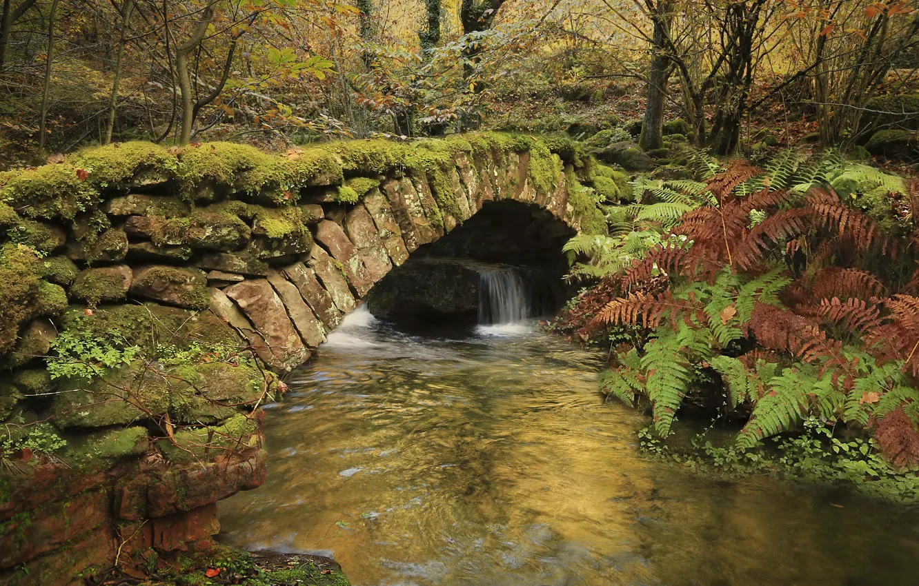 Photo wallpaper bridge, river, fern