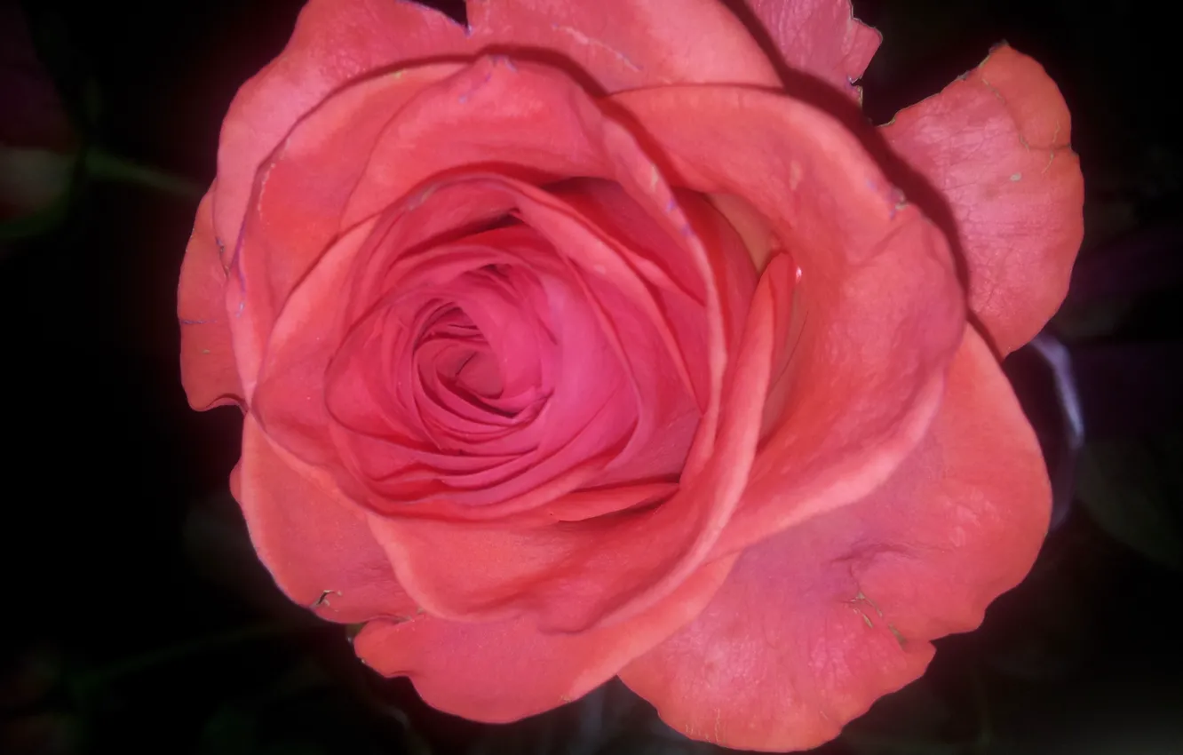 Photo wallpaper Rose, Flower, Plant