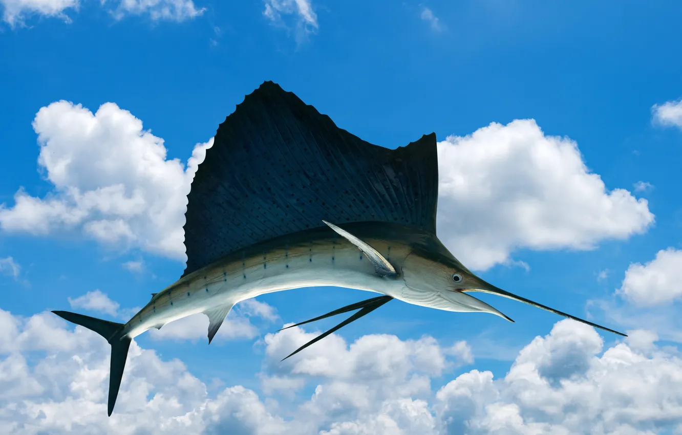 Photo wallpaper sky, water, background, fish, marlin, sailfish, istiophorus, swordfish