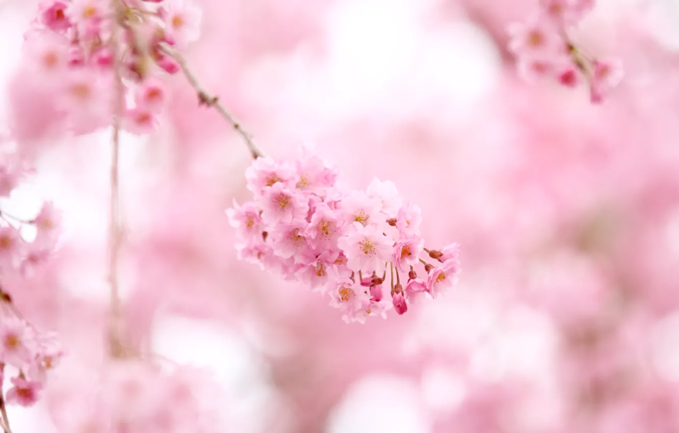 Photo wallpaper flowers, nature, pink, branch, tenderness, color, spring, Sakura