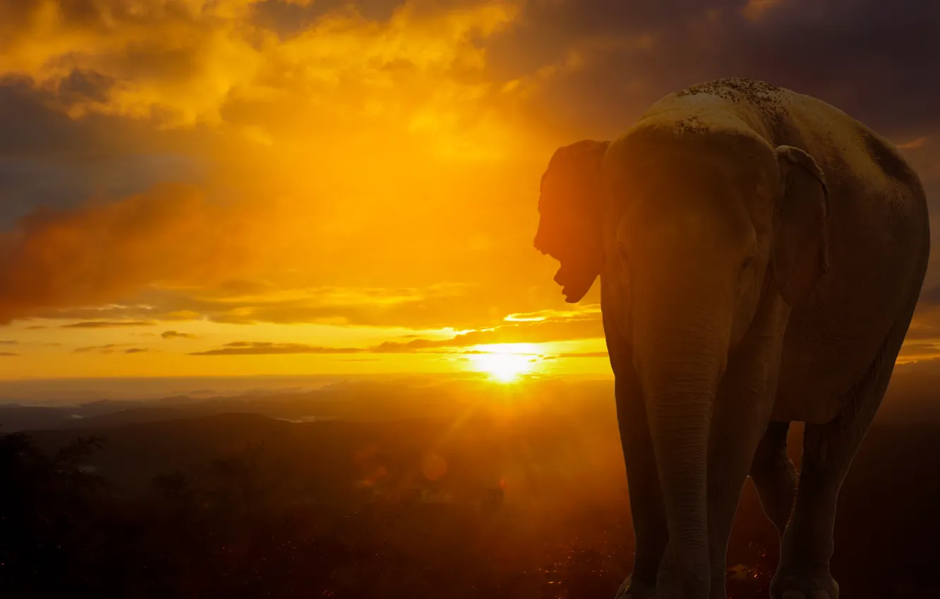 Photo wallpaper the sky, the sun, sunset, elephant