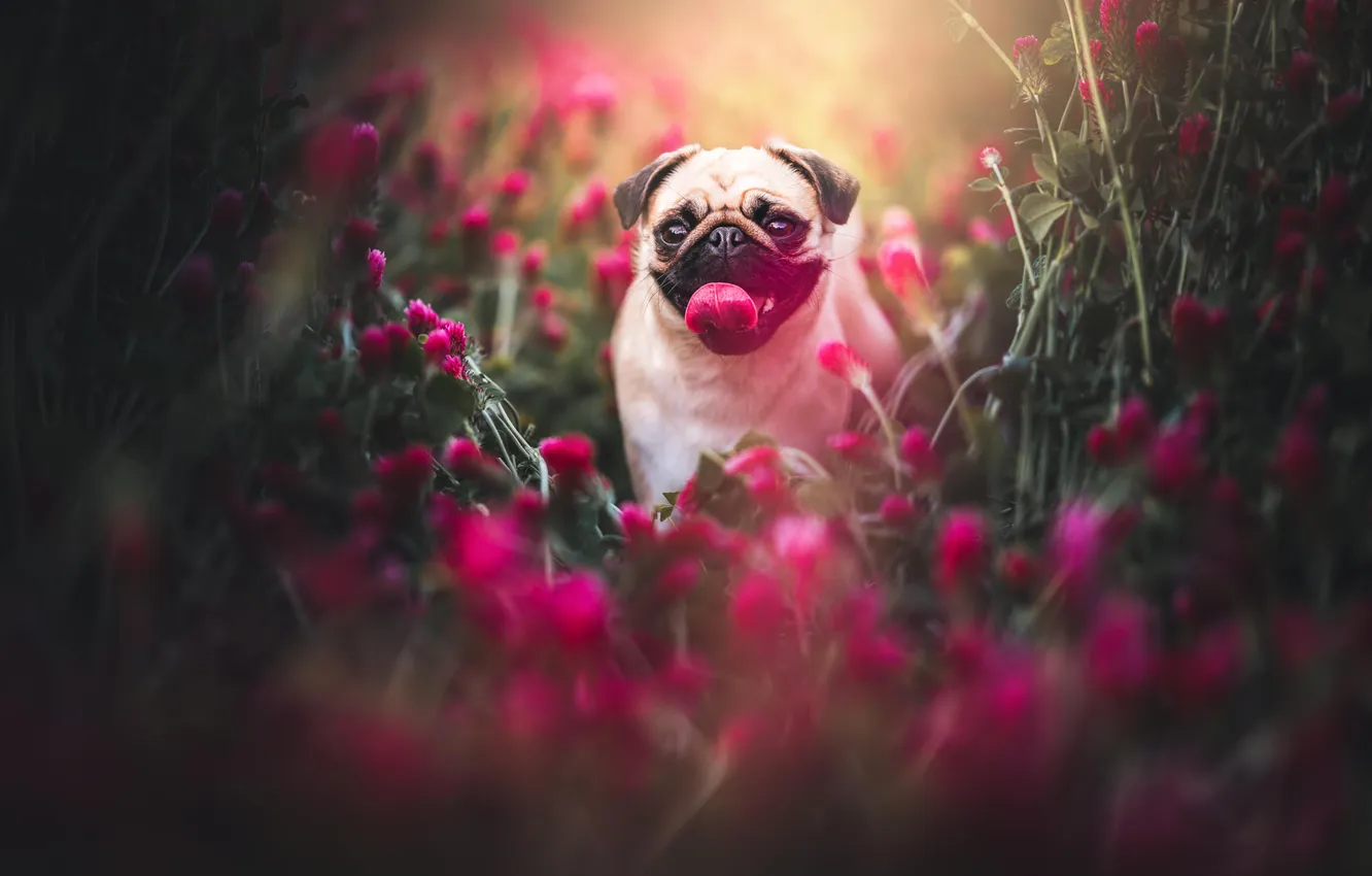 Photo wallpaper language, look, flowers, nature, pose, dog, pug, face