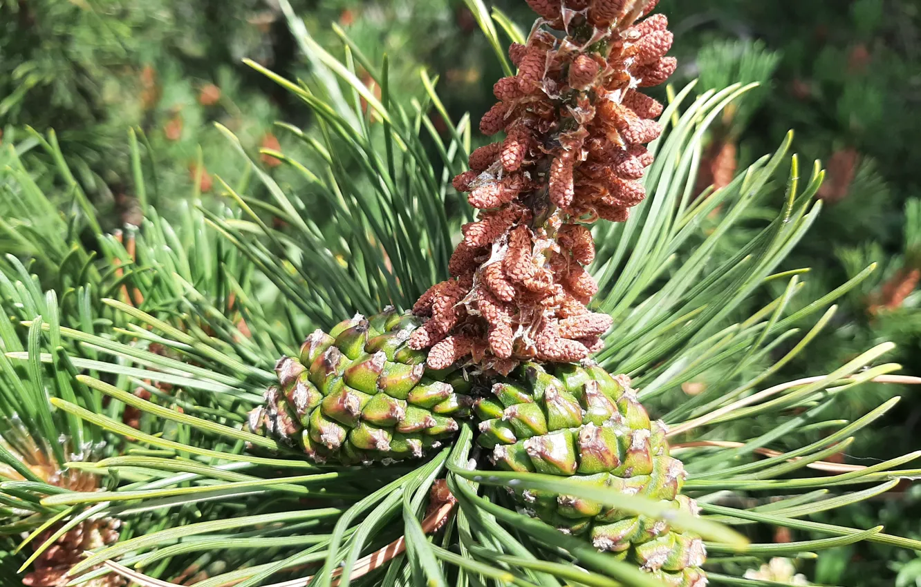 Photo wallpaper Choinka, Cones, needles