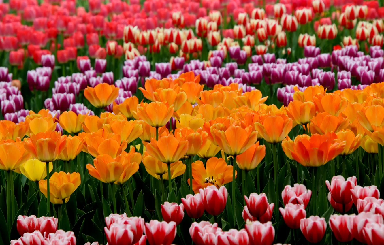 Photo wallpaper flowers, orange, red, spring, tulips, flowerbed, striped, colorful
