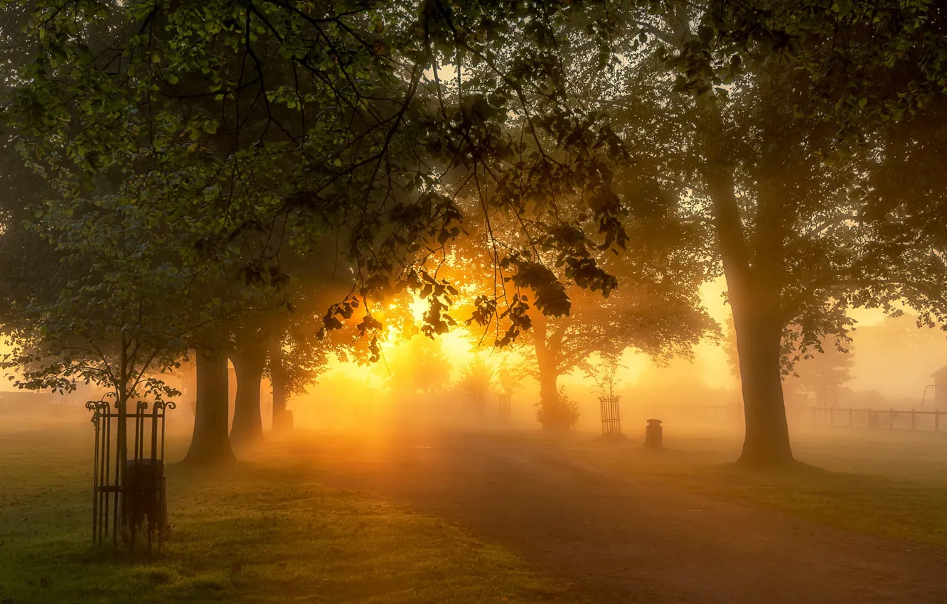 Photo wallpaper light, nature, Park, morning